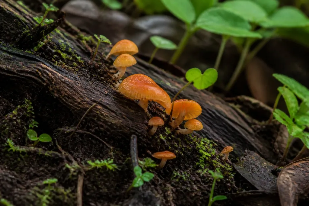 champignon orange sur bois mort